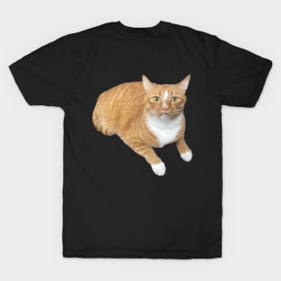 Orange cat scared face T-Shirt